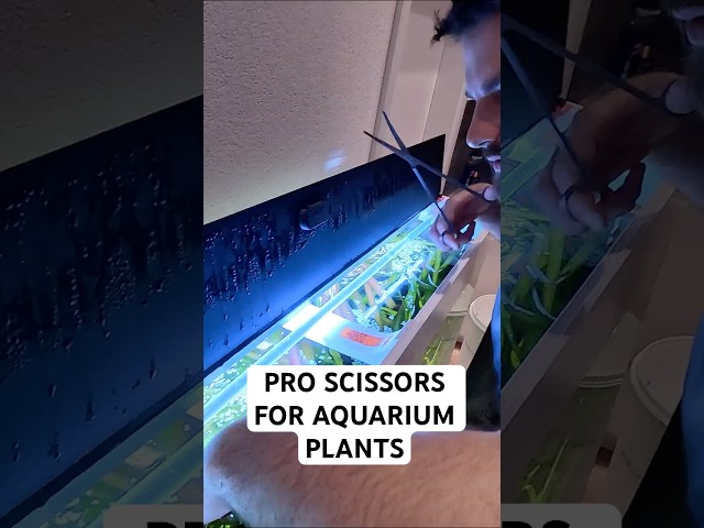 Why i use Aquarium Scissors for trimming tank plants