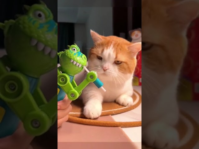 Kittens bring me happiness🤣🤗#pet #fyp #cat #catsoftiktok #funnyvideos #cutecat #cats