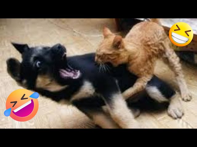 20 Minutes of the CRAZIEST Animal Videos of 2024 😁🐶😊