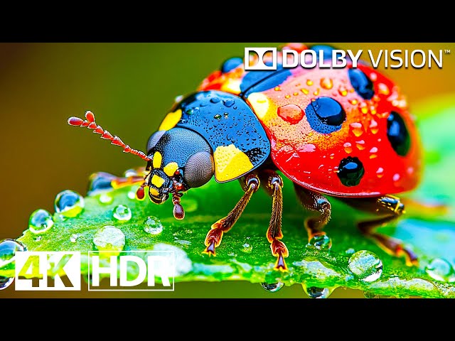 BEST 4K HDR 120FPS Dolby Vision 4K Video