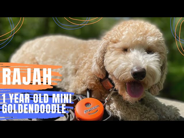 1yo Mini Goldendoodle (Rajah) | Best Philadelphia Dog Trainers | Off Leash K9 Training Philadelphia