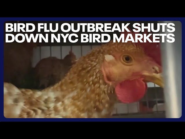 Bird Flu outbreak shuts down NYC, Long Island, and Westchester bird markets