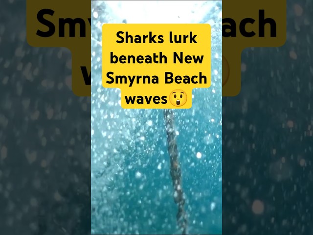 🟡Sharks lurk beneath New Smyrna Beach waves😲. #shortvideo #shorts #youtube #viralvideo