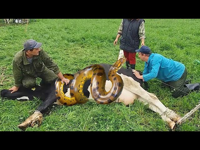 Incredible Snake Farming #WithMe​ DIY Modern Cow Farm Automatic Milking Milk Feeding Combine