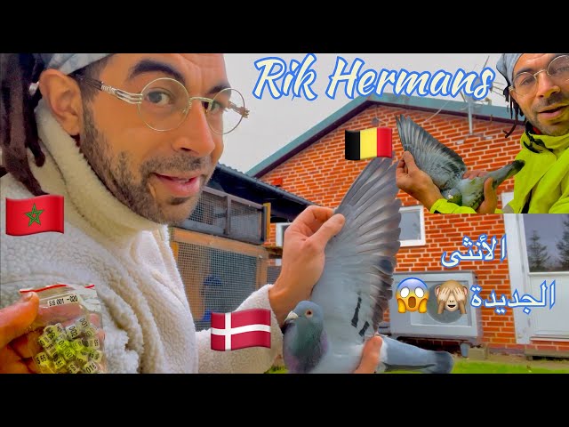 أنثى جديدة سلالة Rik Hermans🇧🇪 وتوليعة في الدنمركي🇩🇰 مغربي في السويد🇸🇪🇲🇦