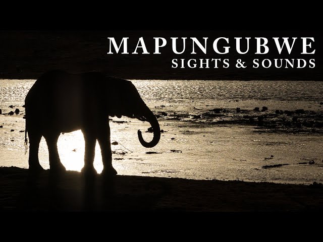 Nature Therapy: Mapungubwe National Park (Winter)