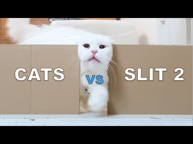 Cats vs Slit2 (My Cat's Reaction To The Slit Challenge)