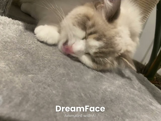 Sleepy cat singing APT.