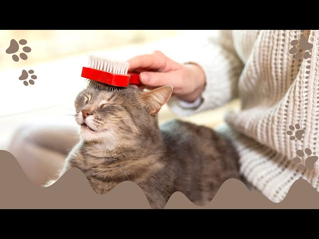 Brushing Your Cat Will Help Keep Them Happy And Healthy - Cat #Shorts