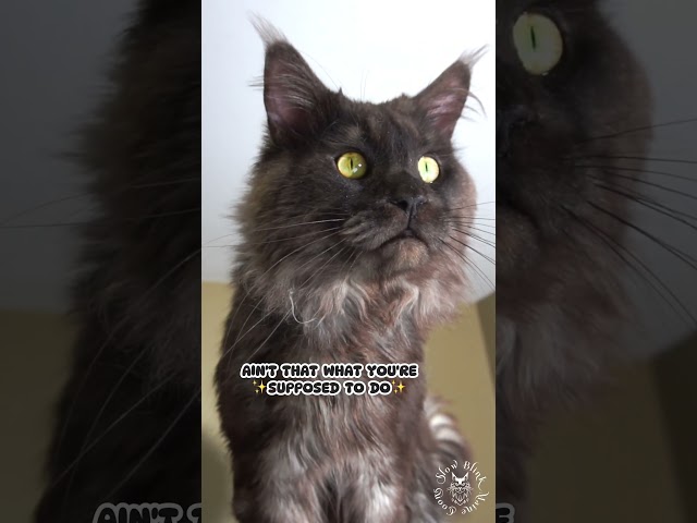 🐾 Paw-rents Be Like | Maine Coon Cat #cute #funny