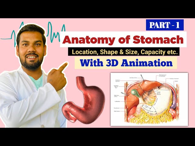 PART -1 Anatomy of Stomach - Location | Shape, Size, Capacity & Part’s | Learn with 3D Animation