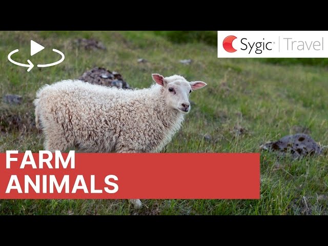 360° Encounter - Farm Animals