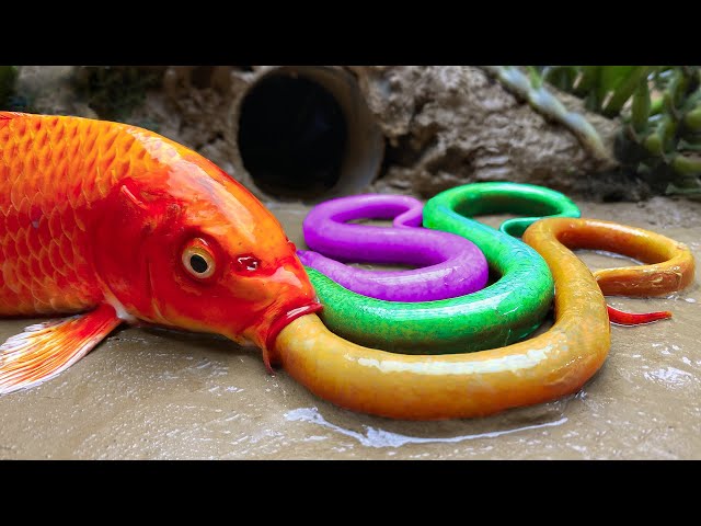 Stop Motion ASMR - Believe This Fishing? Big Red fish Carp eel videos Mudfish Cooking | Cuckoo