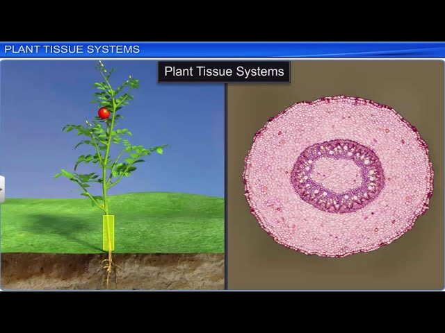 CBSE Class 11 Biology || Anatomy of Flowering Plants || Full Chapter || By Shiksha House