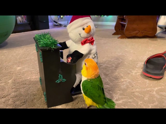 White bellied caique and the white bellied snowman