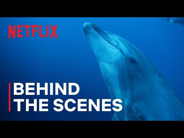 Our Oceans | Dolphin Pirates | Netflix