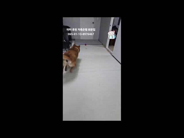 녹화방송 - 강아지랑 집안에서 놀기 2 Playing at home with a dog - 따야 Ddaya - 녹화방송 20250208-1 #반려견 #Puppy #강아지