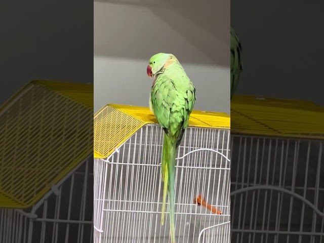 My talking parrot