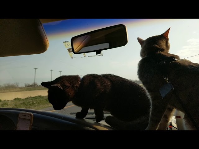 Van life with pets; road trip with cats