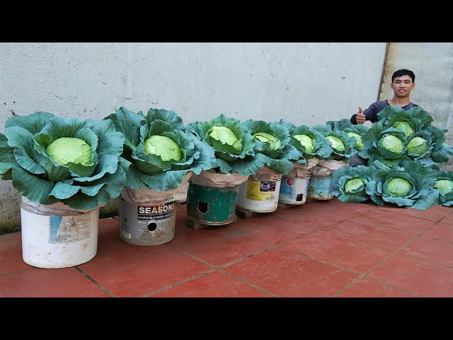 I can grow high yielding cabbage without a garden thanks to this secret!