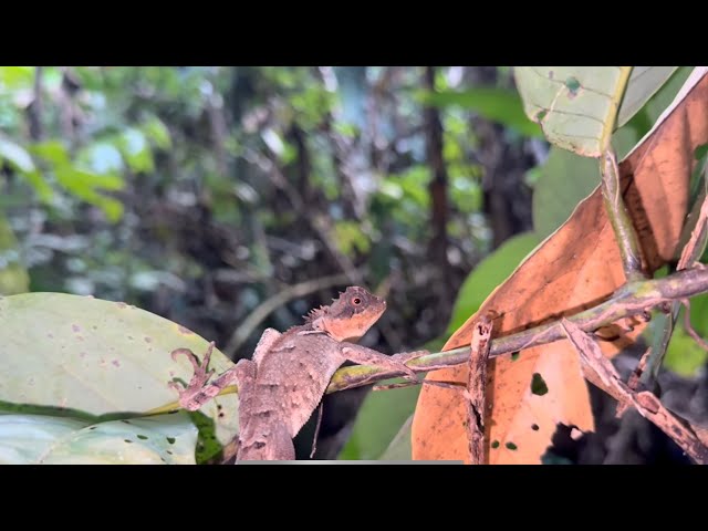 Sinh tồn-kiếm đồ ăn trên rừng -find food and medicinal plants in the forest #@Tranchinhvlog