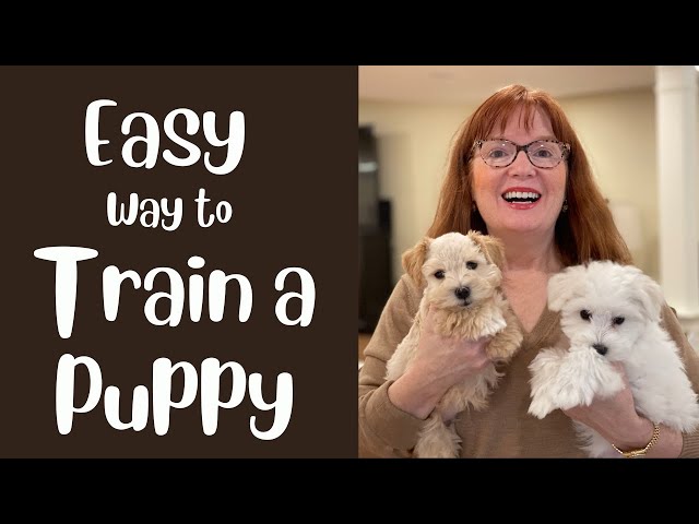 How to Train a NEW PUPPY from 8 - 16 weeks - Day 1