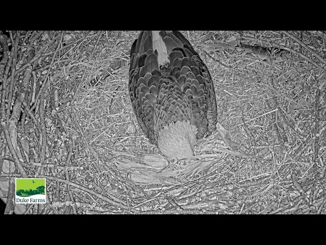 Duke Farms Eagle Cam