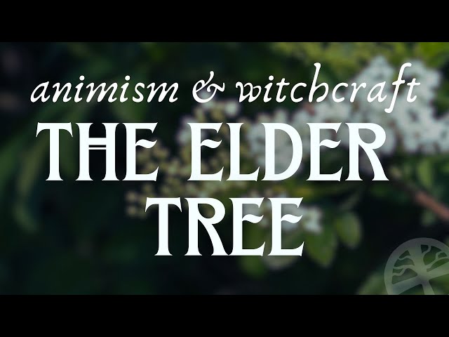 Mother Elder: Animism & Witchcraft Around The Elder Tree