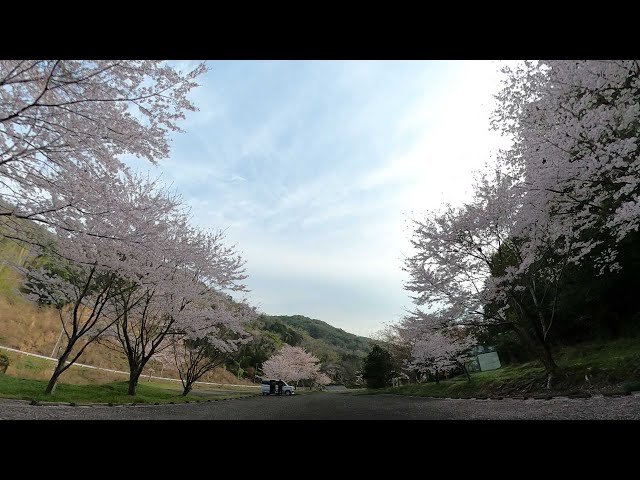 24/04/06 桜とウグイス / 360°4K Ambisonics, 泉南市 堀河ダム