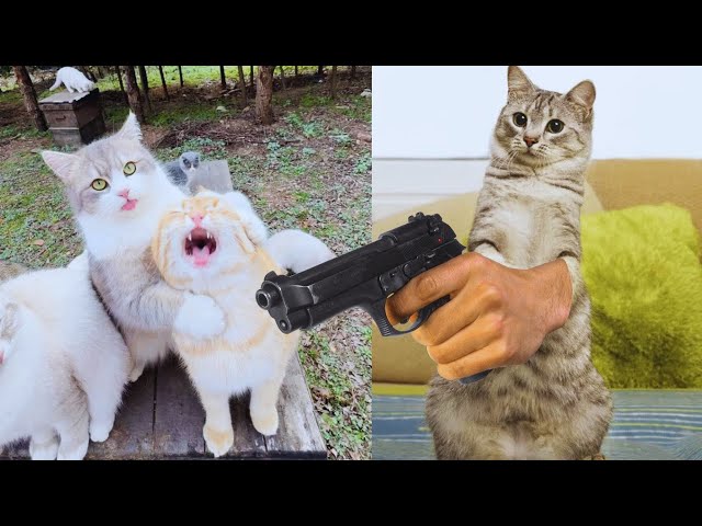 Dramatic Cats Who Deserve an Oscar! 🎭😂