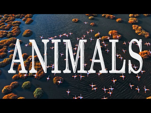 Animals - Short Film