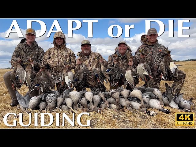 Adapt or Die Guiding | Hired to Hunt Duck & Goose Hunting Limits in Alberta @Cabela-s @divebombsquad