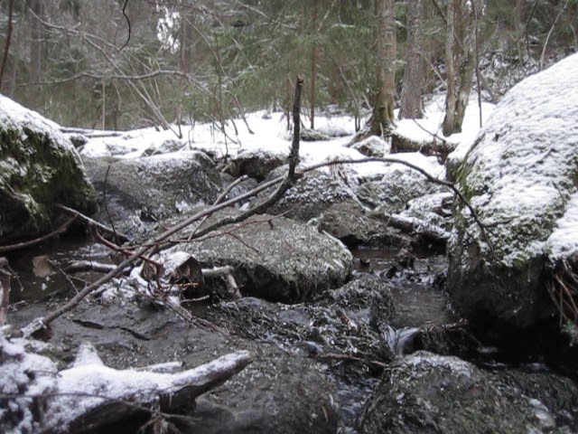 sounds  chatterbox#forest #forestsounds#nature