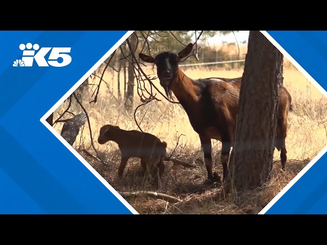 Army of goats helping protect homes from wildfires