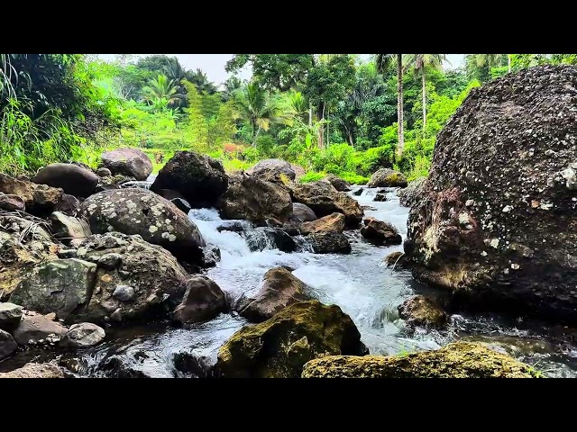 Relaxing River - Ultra HD Nature Video - Water Stream & Birdsong Sounds - Sleep/Study/Meditate