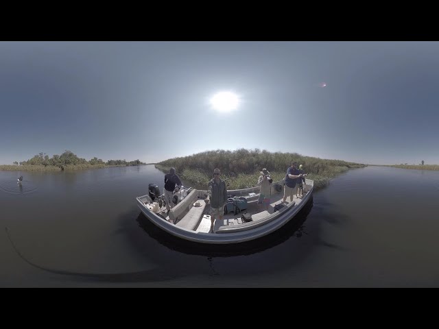 #Fisheagle snatching a #Tigerfish right in front of us (#Okavango #Delta river) #Botswana #Insta360