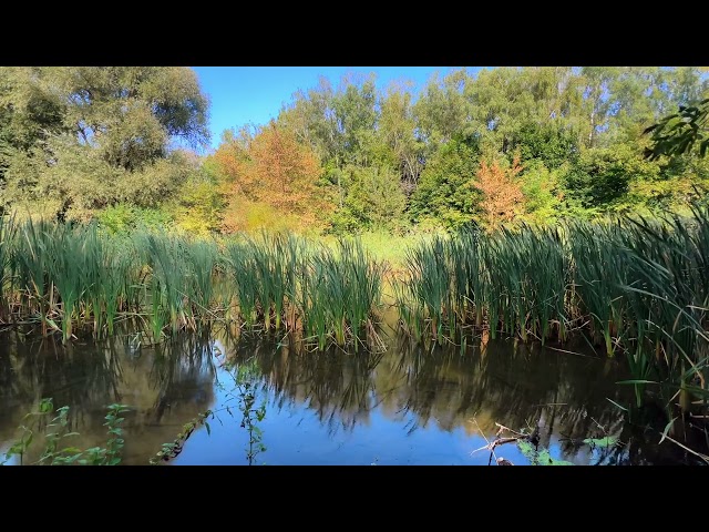 Sunlit Riverbank with Bulrushes and Calm Water - 4K Relaxing Nature Video