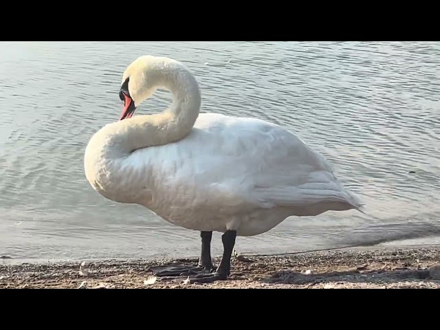 Beautiful Friendly Swan Cleaning Itself Off 🦢 @PeacefulSentient