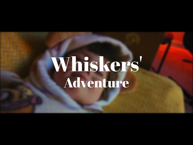 Whiskers' Adventure - Short Film DJI Osmo Pocket 3