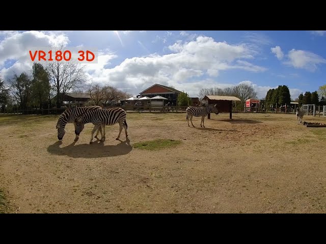 VR180 3D GIRAFFE, ZEBRA AND MONKEY'S AT THE ZOO