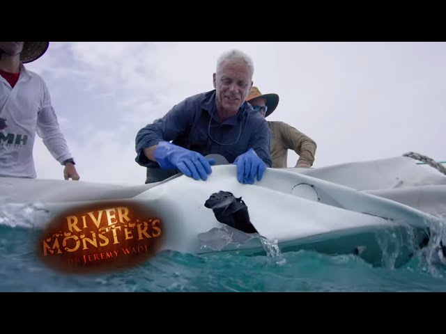 Tiger Shark Punctures Jeremy Wade's Boat! | SHARK | River Monsters