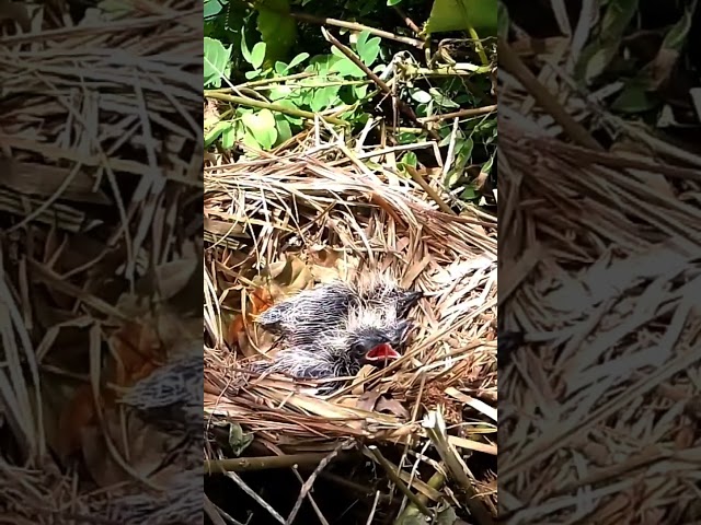 Greater coucal All the baby birds cry for their mother 3