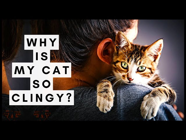 Why is My Cat so Clingy? A Guide to Overly Needy Cats