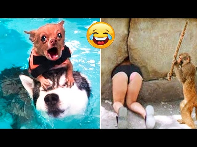 Funny Dogs And Cats Videos 2023🤣😹 Funny Animals😉 Wholesome Moments #8