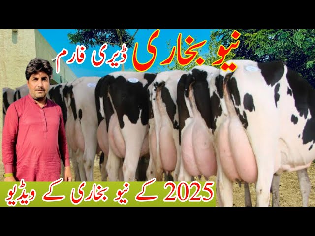 New Bukhari Dariy | Friesian Cholistani Crass Cow For Sale | 35kg Word Milking Cow For Sale 5:1:2025