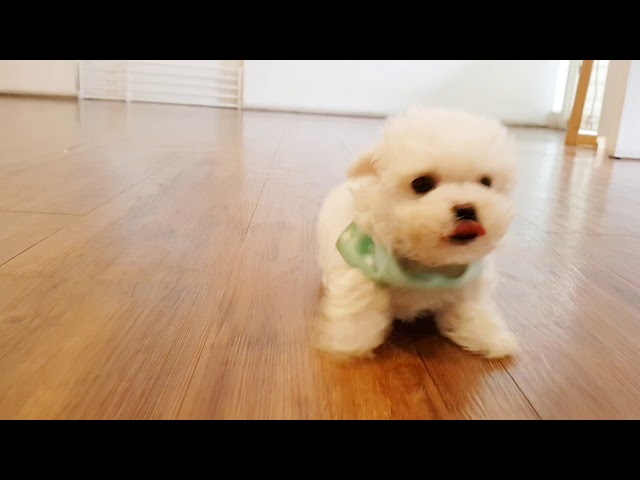 Baby bichon frise video cutest puppy - Teacup puppies KimsKennelUS