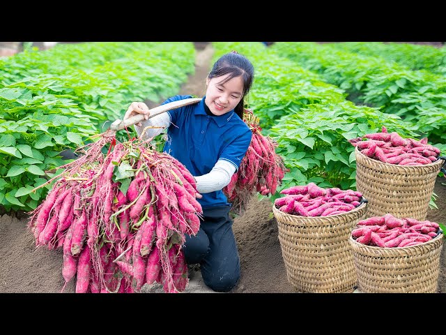 Harvesting Giant Purple sweet potatoes, Fresh Organic & Delicious | Market & Cooking  | Jolie Life