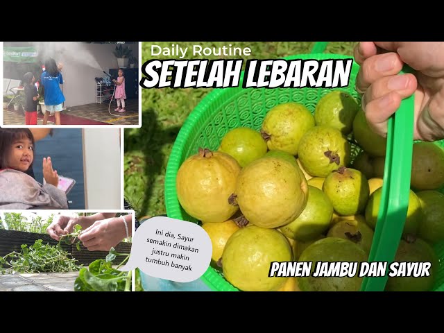 DAILY ROUTINE | Hampers Lebaran - TanyaSamui Oil - Panen Kebunku