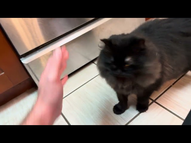 Chica the cat says hi to her new friend…