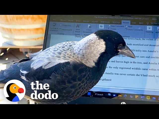 Wild Bird Visits Woman Everyday To 'Help' Her Write Books | The Dodo